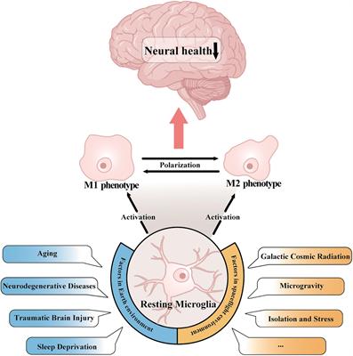 Microglial activation in spaceflight and microgravity: potential risk of cognitive dysfunction and poor neural health